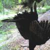 Florida Limbhanger
