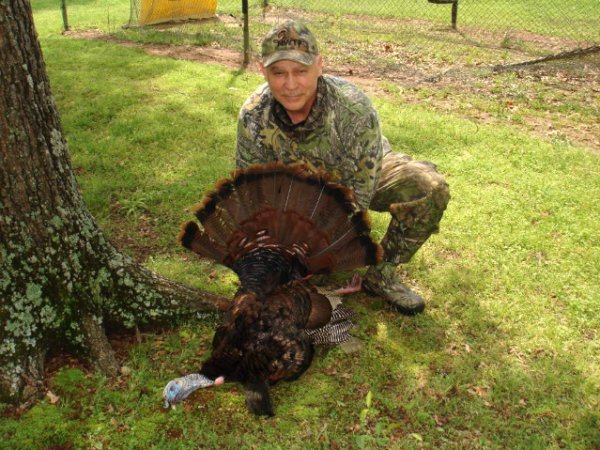 platt bird arkansas