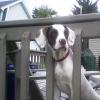 Bunofski's pup