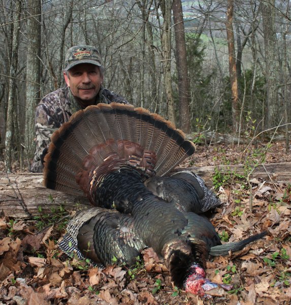 Alabama gobbler 
