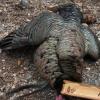 Osceola with a Watkins one sider 