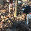 Snickers and Cutter